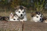 ALASKAN MALAMUTE 534